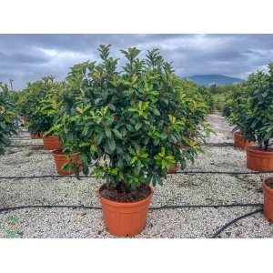 Červienka čínska (Photinia Serratifolia) ´CRUNCHY´® - výška 150-200 cm, kont. C150L (-21°C) VIACKMENNÝ DÁŽDNIK